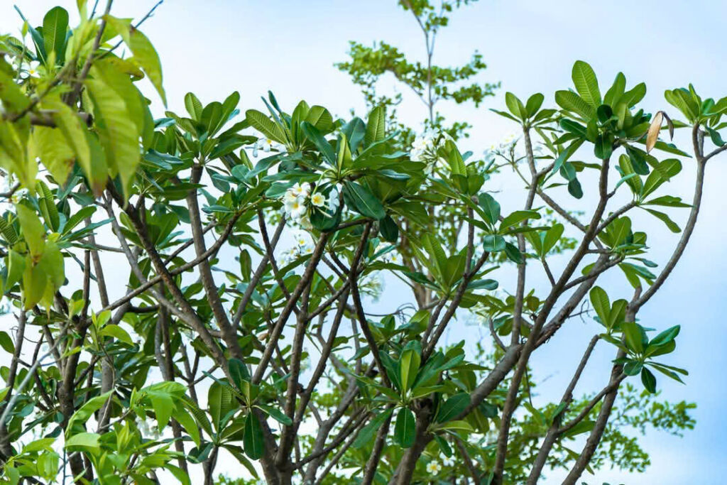 Chung cư Sky Park Residence Tôn Thất Thuyết